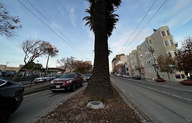 Castro CBD lève des fonds pour garder les palmiers allumés :: Bay Area Reporter