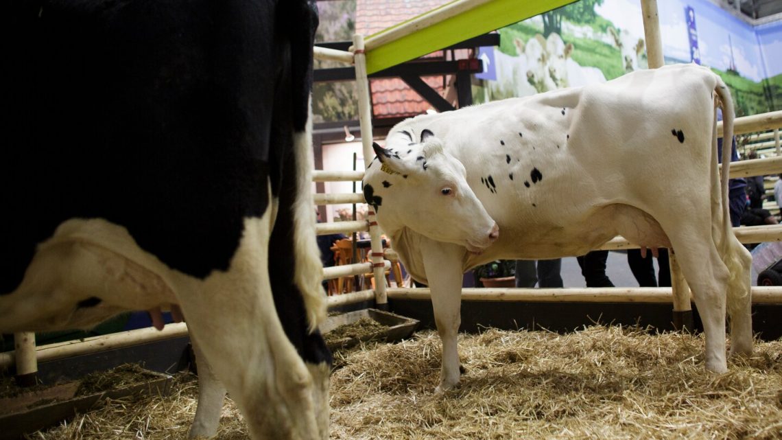 Des vaches nourries de lait de chanvre contenant du THC, selon des chercheurs