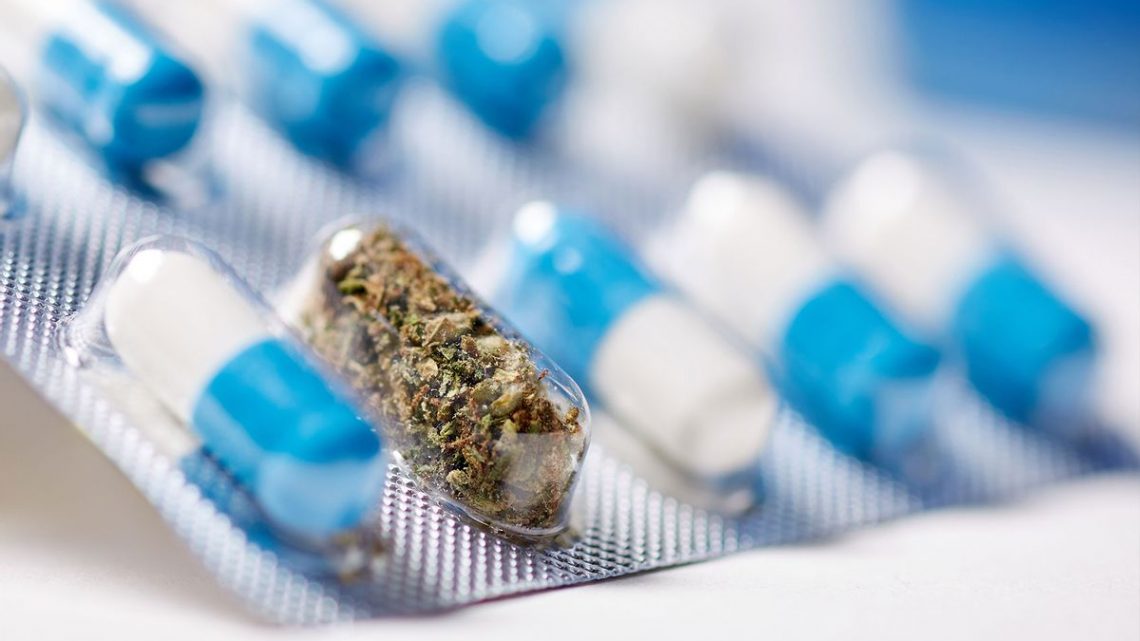 Le cannabis peut-il nous aider à gagner la guerre contre la résistance aux antibiotiques ?