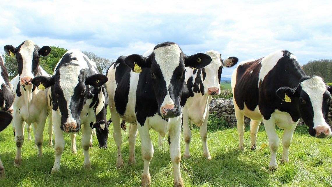 Les vaches qui ont mangé du chanvre ont produit du lait avec du THC et du CBD |  Nouvelles intelligentes