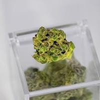 Quels sont les avantages de la marijuana médicale sur la santé ?  |  CDB