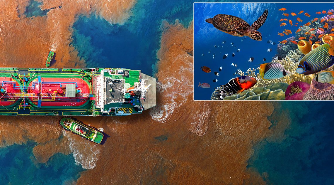 Un pétrolier CBD renversé laisse des kilomètres de vie marine incertains s’ils se sentent différents