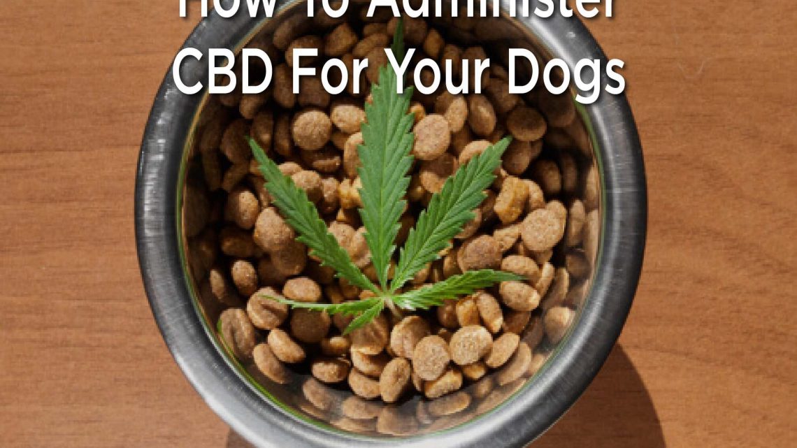Comment administrer le CBD à vos chiens