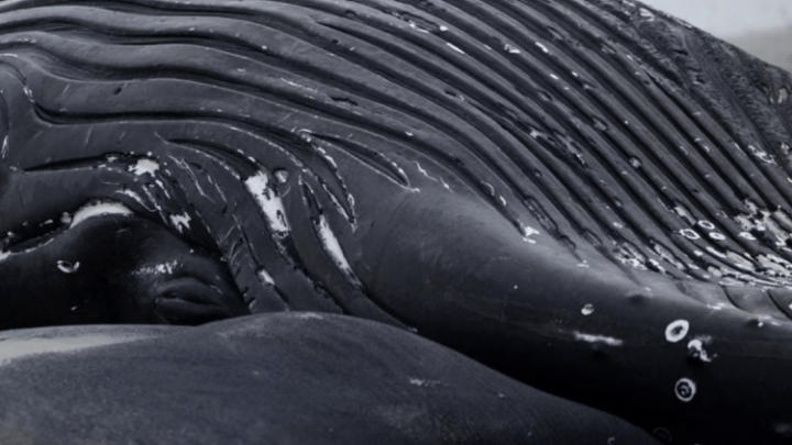 Alors que les baleines se lavent mortes, Enviros a discrètement sonné l’alarme sur le vent du large