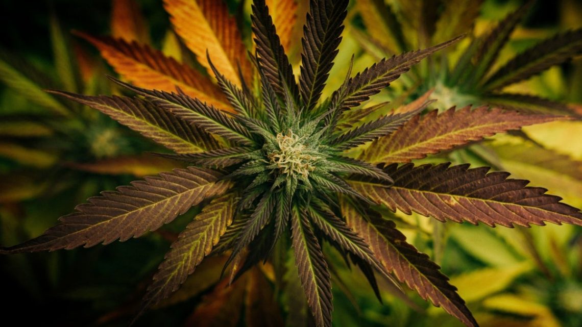 Cannabis Brand Escape Artists s’étend au Michigan et lance des topiques THC + CBD à action rapide