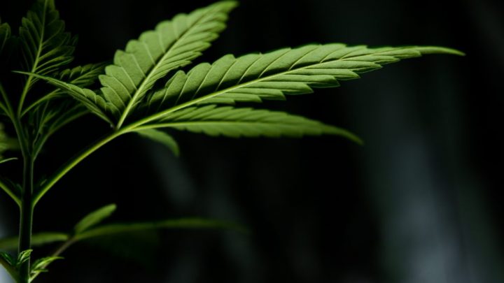 La FDA publie des directives finales pour le développement de médicaments à base de cannabis alors que les défenseurs attendent les règles sur le chanvre et le CBD