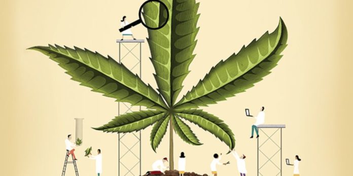 La FDA réglementera-t-elle le CBD ?  -Cannabis |  mauvaises herbes |  Marijuana