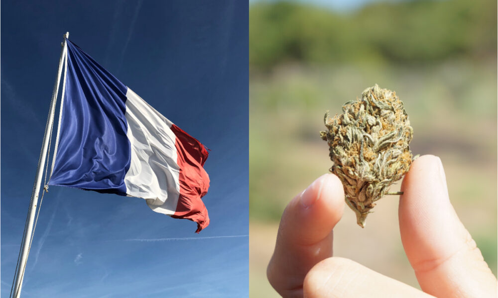 La France annule l’interdiction de la fleur de CBD – ce que vous devez savoir
