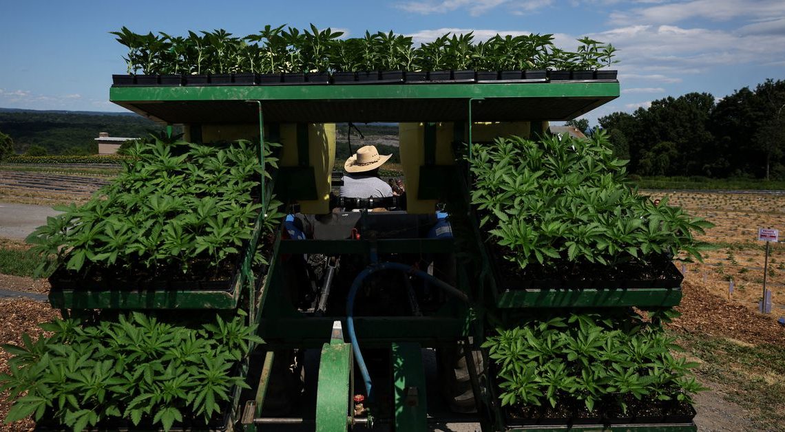 L’industrie du cannabis se tourne vers 2023 après avoir fait face à des défis en 2022