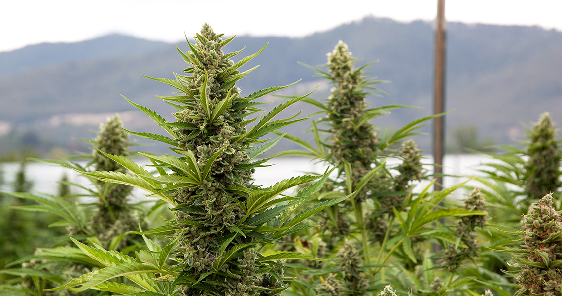 Cannabis cultivé en extérieur ou en intérieur : quelle est la différence ?