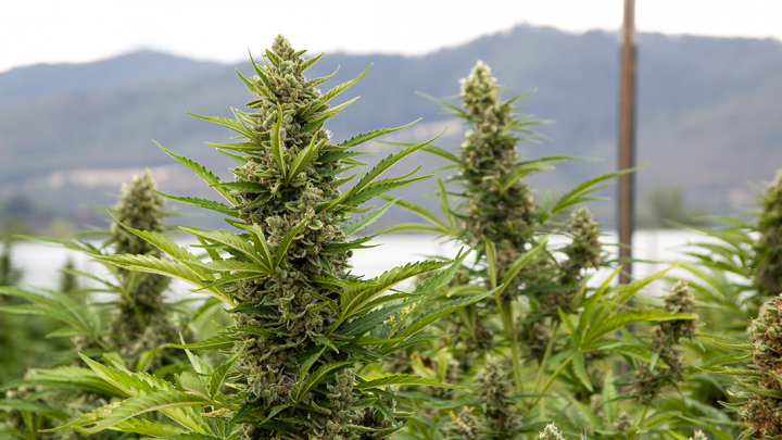 Cannabis cultivé en extérieur ou en intérieur : quelle est la différence ?