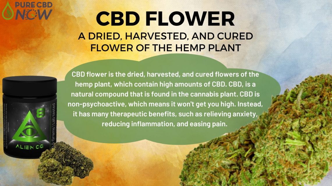 CBD Flower – Une fleur séchée, récoltée et séchée de la plante de chanvre
